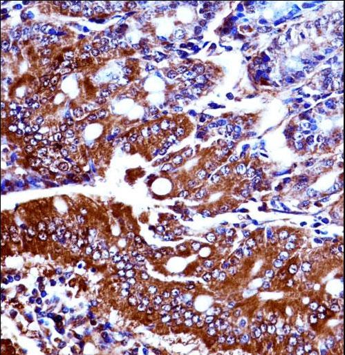 NPRA / NPR1 Antibody - Mouse Npr1 Antibody immunohistochemistry of formalin-fixed and paraffin-embedded mouse duodenum tissue followed by peroxidase-conjugated secondary antibody and DAB staining.