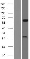 NPRL3 Protein - Western validation with an anti-DDK antibody * L: Control HEK293 lysate R: Over-expression lysate
