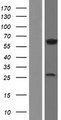 NPRL3 Protein - Western validation with an anti-DDK antibody * L: Control HEK293 lysate R: Over-expression lysate