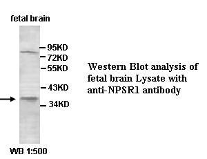 NPSR1 / NPSR / GPR154 Antibody