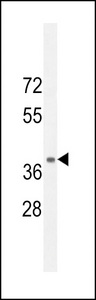 NPSR1 / NPSR / GPR154 Antibody - NPSR1 Antibody western blot of mouse kidney tissue lysates (35 ug/lane). The NPSR1 antibody detected the NPSR1 protein (arrow).