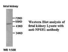 NPSR1 / NPSR / GPR154 Antibody