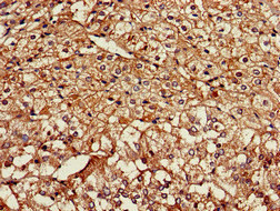NPSR1 / NPSR / GPR154 Antibody - Immunohistochemistry of paraffin-embedded human adrenal gland tissue at dilution of 1:100