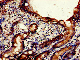 NPSR1 / NPSR / GPR154 Antibody - Immunohistochemistry of paraffin-embedded human small intestine tissue at dilution of 1:100