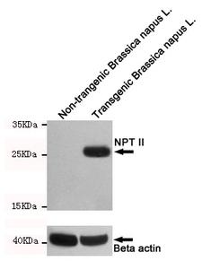 NPT II Antibody - Western blot detection of NPTII in non-transgenic Brassica napus L. and transgenic Brassica napus L. cell lysates using NPTII mouse monoclonal antibody (1:1000 dilution). Predicted band size: 29KDa. Observed band size:29KDa.