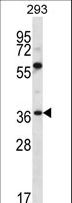 NPTN / SDR1 Antibody - NPTN Antibody western blot of 293 cell line lysates (35 ug/lane). The NPTN antibody detected the NPTN protein (arrow).