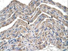 NPTN / SDR1 Antibody - NPTN antibody NPTN(neuroplastin) Antibody was used in IHC to stain formalin-fixed, paraffin-embedded human muscle.  This image was taken for the unconjugated form of this product. Other forms have not been tested.