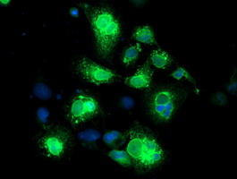 NPTN / SDR1 Antibody - Anti-NPTN mouse monoclonal antibody immunofluorescent staining of COS7 cells transiently transfected by pCMV6-ENTRY NPTN.