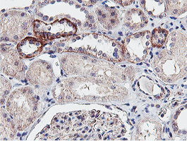 NPTN / SDR1 Antibody - IHC of paraffin-embedded Human Kidney tissue using anti-NPTN mouse monoclonal antibody. (Heat-induced epitope retrieval by 10mM citric buffer, pH6.0, 100C for 10min).