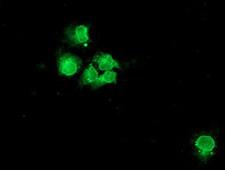 NPTN / SDR1 Antibody - Anti-NPTN mouse monoclonal antibody immunofluorescent staining of COS7 cells transiently transfected by pCMV6-ENTRY NPTN.