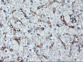 NPTN / SDR1 Antibody - IHC of paraffin-embedded Human liver tissue using anti-NPTN mouse monoclonal antibody.