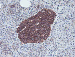NPTN / SDR1 Antibody - IHC of paraffin-embedded Human pancreas tissue using anti-NPTN mouse monoclonal antibody.