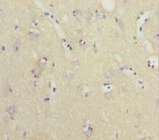 NPTN / SDR1 Antibody - Immunohistochemistry of paraffin-embedded human brain tissue at dilution 1:100
