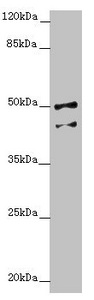 NPTN / SDR1 Antibody - Western blot All Lanes:NPTN antibody at 4.37 ug/ml + Hela whole cell lysate Secondary Goat polyclonal to rabbit IgG at 1/10000 dilution Predicted band size: 45,32,31,38,44 kDa Observed band size: 44,50 kDa