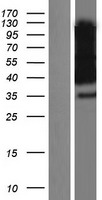 NPTN / SDR1 Protein - Western validation with an anti-DDK antibody * L: Control HEK293 lysate R: Over-expression lysate