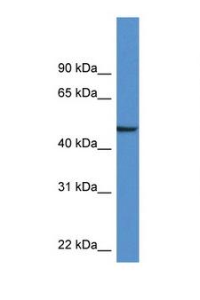 NPTX1 Antibody - NPTX1 antibody Western blot of Mouse Brain lysate. Antibody concentration 1 ug/ml.  This image was taken for the unconjugated form of this product. Other forms have not been tested.