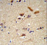NPTX1 Antibody - NPTX1-Y344 Antibody IHC of formalin-fixed and paraffin-embedded brain tissue followed by peroxidase-conjugated secondary antibody and DAB staining.