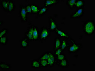 NPTX1 Antibody - Immunofluorescent analysis of Hela cells at a dilution of 1:100 and Alexa Fluor 488-congugated AffiniPure Goat Anti-Rabbit IgG(H+L)