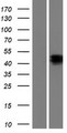 NPTX1 Protein - Western validation with an anti-DDK antibody * L: Control HEK293 lysate R: Over-expression lysate