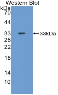 NPTX2 Antibody - Western blot of recombinant NARP / NPTX2.