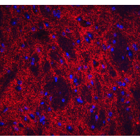 NPTX2 Antibody - Immunofluorescence of NPTX2 in mouse brain tissue with NPTX2 antibody at 20 µg/mL.Red: NPTX2 Antibody  Blue: DAPI staining