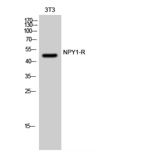 NPY1R Antibody - Western blot of NPY1-R antibody
