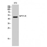 NPY1R Antibody - Western blot of NPY1-R antibody