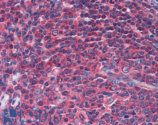 NPY1R Antibody - Anti-NPY1R antibody IHC of human tonsil. Immunohistochemistry of formalin-fixed, paraffin-embedded tissue after heat-induced antigen retrieval. Antibody concentration 5 ug/ml.  This image was taken for the unconjugated form of this product. Other forms have not been tested.
