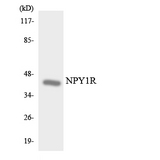 NPY1R Antibody - Western blot analysis of the lysates from 293 cells using NPY1R antibody.