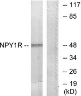 NPY1R Antibody - Western blot analysis of lysates from NIH/3T3 cells, using NPY1R Antibody. The lane on the right is blocked with the synthesized peptide.