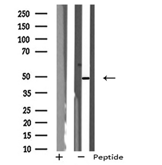 NPY1R Antibody - Western blot analysis of extracts of NIH-3T3 cells using NPY1R antibody.