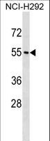 NPY1R Antibody - NPY1R Antibody western blot of NCI-H292 cell line lysates (35 ug/lane). The NPY1R antibody detected the NPY1R protein (arrow).