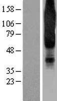 NPY1R Protein - Western validation with an anti-DDK antibody * L: Control HEK293 lysate R: Over-expression lysate