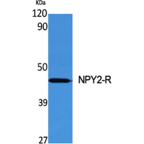NPY2R Antibody - Western blot of NPY2-R antibody