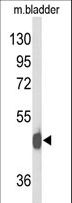 NPY2R Antibody - Western blot of NPY2R Antibody in mouse bladder tissue lysates (35 ug/lane). DCN (arrow) was detected using the purified antibody.