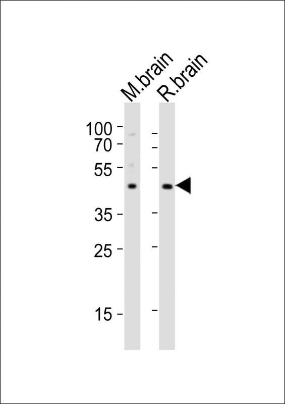 NPY2R Antibody - All lanes : Anti-NPY2R Antibody at 1:2000 dilution Lane 1: mouse brain lysates Lane 2: rat brain lysates Lysates/proteins at 20 ug per lane. Secondary Goat Anti-Rabbit IgG, (H+L), Peroxidase conjugated at 1/10000 dilution Predicted band size : 43 kDa Blocking/Dilution buffer: 5% NFDM/TBST.