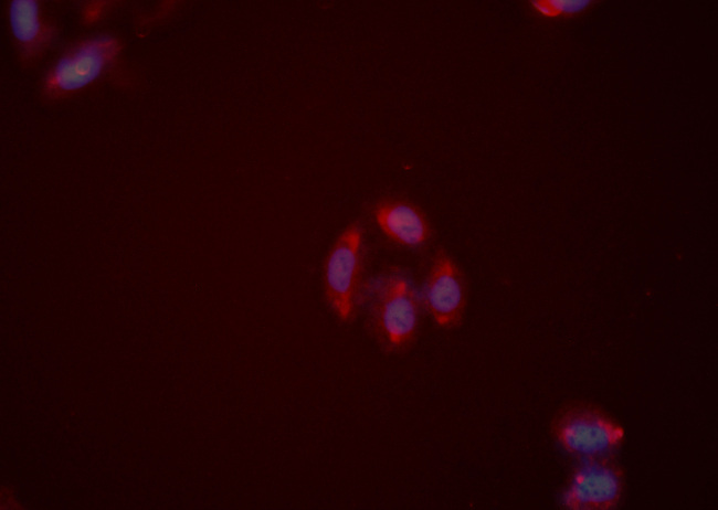 NPY2R Antibody - Staining HeLa cells by IF/ICC. The samples were fixed with PFA and permeabilized in 0.1% saponin prior to blocking in 10% serum for 45 min at 37°C. The primary antibody was diluted 1:200 and incubated with the sample for 1 hour at 37°C. A Alexa Fluor 594 conjugated goat polyclonal to rabbit IgG (H+L), diluted 1/600 was used as secondary antibody.
