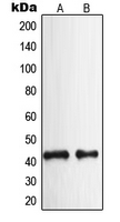 NPY2R Antibody - Western blot analysis of NPY2R expression in HeLa (A); rat brain (B) whole cell lysates.