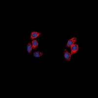 NPY5R Antibody - Immunofluorescent analysis of NPY5R staining in A549 cells. Formalin-fixed cells were permeabilized with 0.1% Triton X-100 in TBS for 5-10 minutes and blocked with 3% BSA-PBS for 30 minutes at room temperature. Cells were probed with the primary antibody in 3% BSA-PBS and incubated overnight at 4 deg C in a humidified chamber. Cells were washed with PBST and incubated with a DyLight 594-conjugated secondary antibody (red) in PBS at room temperature in the dark. DAPI was used to stain the cell nuclei (blue).