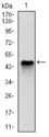 NQO1 Antibody - Western blot using NQO1 monoclonal antibody against human NQO1 (AA: 134-274) recombinant protein. (Expected MW is 41.3 kDa)