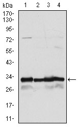 NQO1 Antibody - Western blot using NQO1 mouse monoclonal antibody against A549 (1), HeLa (2), MCF-7 (3) and HepG2 (4) cell lysate.