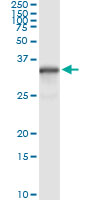 NQO1 Antibody - Immunoprecipitation of NQO1 transfected lysate using anti-NQO1 monoclonal antibody and Protein A Magnetic Bead, and immunoblotted with NQO1 rabbit polyclonal antibody.