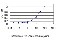 NQO1 Antibody - Detection limit for recombinant GST tagged NQO1 is approximately 0.3 ng/ml as a capture antibody.