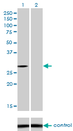 NQO1 Antibody - Western blot analysis of NQO1 over-expressed 293 cell line, cotransfected with NQO1 Validated Chimera RNAi (Lane 2) or non-transfected control (Lane 1). Blot probed with NQO1 monoclonal antibody (M01), clone 1E3-A6 . GAPDH ( 36.1 kDa ) used as specificity and loading control.