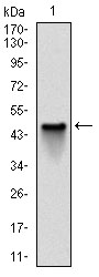 NQO1 Antibody - Western blot using NQO1 monoclonal antibody against human NQO1 (AA: 134-274) recombinant protein. (Expected MW is 41.3 kDa)