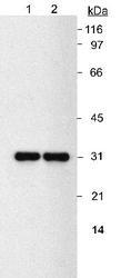 NQO1 Antibody - Detection of NQO1 in A549 lysates. Lane 1: 0.5 ug/ml. Lane 2: 2 ug/ml. Exposure: 1 second.  This image was taken for the unconjugated form of this product. Other forms have not been tested.