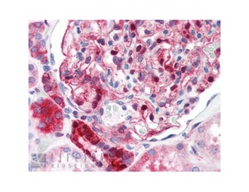 NQO1 Antibody - Immunohistochemistry showing Anti-NQ01 on formalin fixed paraffin embedded kidney tissue