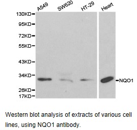 NQO1 Antibody - Western blot.
