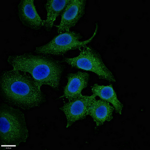 NQO1 Antibody - Immunofluorescent analysis of A549 cells diluted at 1:100 and Alexa Fluor 488-congugated AffiniPure Goat Anti-Rabbit IgG(H+L)