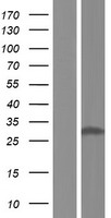 NQO1 Protein - Western validation with an anti-DDK antibody * L: Control HEK293 lysate R: Over-expression lysate